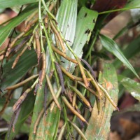 Apostasia wallichii R.Br.